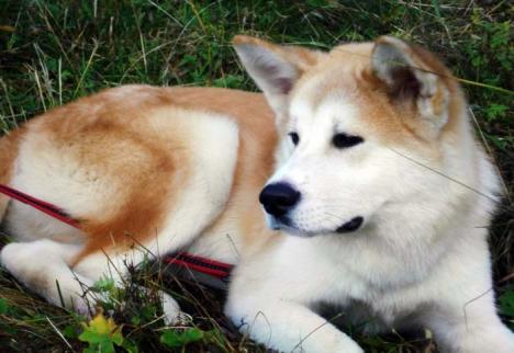 Miss ham-ham: Expoziţie de frumuseţe canină sâmbătă, în Parcul Bălcescu